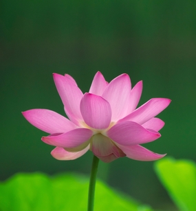 夏日午后荷花池盛开的粉色荷花图片